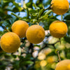 5 HARDY ORANGE TREE Trifoliate Citrus Trifoliata Poncirus Fruit White Flower Seeds