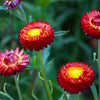 100 Red FIRE BALL STRAWFLOWER Helichrysum Monstrosum Flower Seeds