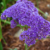 50 Purple STATICE / SEA LAVENDER Limonium Sinuatum Flower Seeds