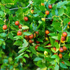 20 ASIAN DATE Jujube Ziziphus Spinosa Common Chinese Tsao Red Fruit Tree Seeds