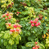 50 Pink BEACH ROSE aka Seaside or Sand Rose, Beach Tomato Rosa Rugosa Huge Red Hips Flower Seeds