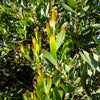 20 AUSTRALIAN BLACKWOOD TREE Black Acacia Melanoxylon Wattle Yellow Flower Seeds