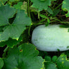 20 WAX GOURD Winter Melon White Ash Benincasa Hispida Vegetable Seeds