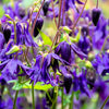 100 PURPLE COLUMBINE Aquilegia Vulgaris Flower Seeds