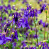 100 PURPLE COLUMBINE Aquilegia Vulgaris Flower Seeds