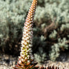50 ROCK PINE Orostachys Japonica Multicolored Succulent Pink Flower Houseplant Seeds