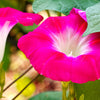 50 SCARLET O'Hara MORNING GLORY Red Ipomoea Nil Flower Vine Seeds