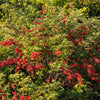 100 RED ELDERBERRY Sambucus Racemosa Scarlet Mountain Elder Bunchberry Tree Shrub Fruit Berry Seeds