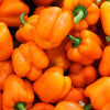 50 ORANGE Sun BELL PEPPER Sweet Capsicum Vegetable Seeds