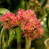 20 SEVEN SON Shrub Tree Heptacodium Miconioides White Red Flower Seeds
