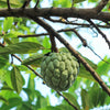15 SUGAR APPLE Sweetsop Custard Apple Annona Squamosa Sweet Delicious Edible Fruit Tree Seeds
