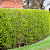 35 EUROPEAN PRIVET HEDGE Common Wild Ligustrum Vulgare Flower Shrub Seeds