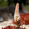 50 ROCK PINE Orostachys Japonica Multicolored Succulent Pink Flower Houseplant Seeds
