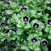 50 PENNIE BLACK - NEMOPHILA Discoidalis Penny White Flower Seeds