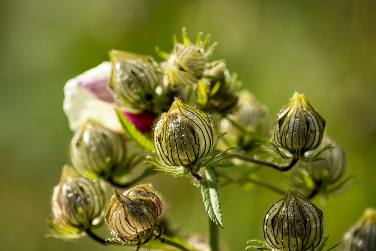 Kenaf Hibiscus Seeds – Cannabinus Indian Hemp Red Flower – photo 8
