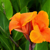 5 ORANGE CANNA LILY Indian Shot Arrowroot Canna Indica Flower Seeds