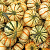 15 CARNIVAL SQUASH Winter Cucurbita Pepo Vegetable Seeds