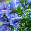 25 Purple ROSE Of SHARON HIBISCUS Syriacus Flower Tree Bush Seeds