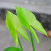 500 White Broadleaf ARROWHEAD Sagittaria Latifolia POND WETLAND Flower Seeds