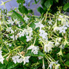 Jasmine Aztec Nicotiana Seeds – (Ornamental Flowering Tobacco) Nicotiana Alata Flower – photo 2