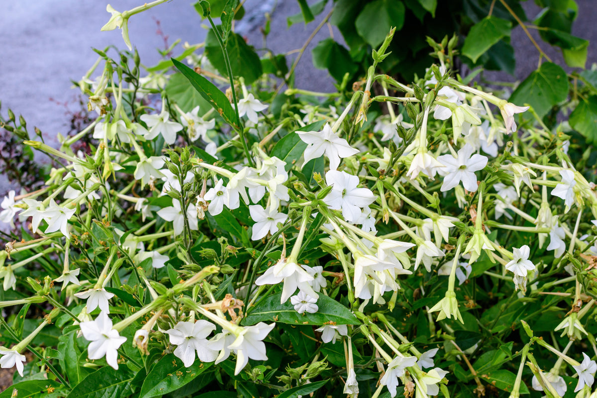 Jasmine Aztec Nicotiana Seeds – (Ornamental Flowering Tobacco) Nicotiana Alata Flower – photo 2