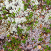 20 BEARBERRY Arctostaphylos Uva-Ursi Kinnikinnick Pinemat Manzanita Flower Seeds