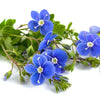 25 CREEPING BLUE SPEEDWELL Veronica Repens Groundcover Flower Seeds