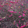 25 CORALBERRY Shrub Flower Pink Indian Currant Symphoricarpos Orbiculatus Seeds
