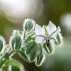 50 WHITE BORAGE Borago Officinalis Bianca Herb Flower Seeds