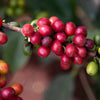 15 ARABICA COFFEE Tree Shrub Seeds - Grow your own coffee!