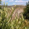 200 WHITE MIGNONETTE Reseda Alba Very FRAGRANT Flower Seeds