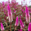 Flamingo Feather Wheat Celosia Spicata Pink & White Flower Seeds – photo 2
