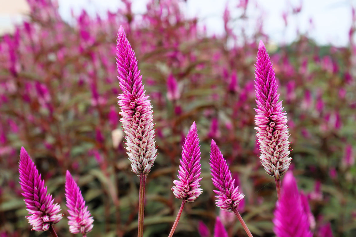Flamingo Feather Wheat Celosia Spicata Pink & White Flower Seeds – photo 2