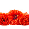 Giant Double Red Peony Poppy Seeds – Papaver Peoniflorum Flower – photo 6