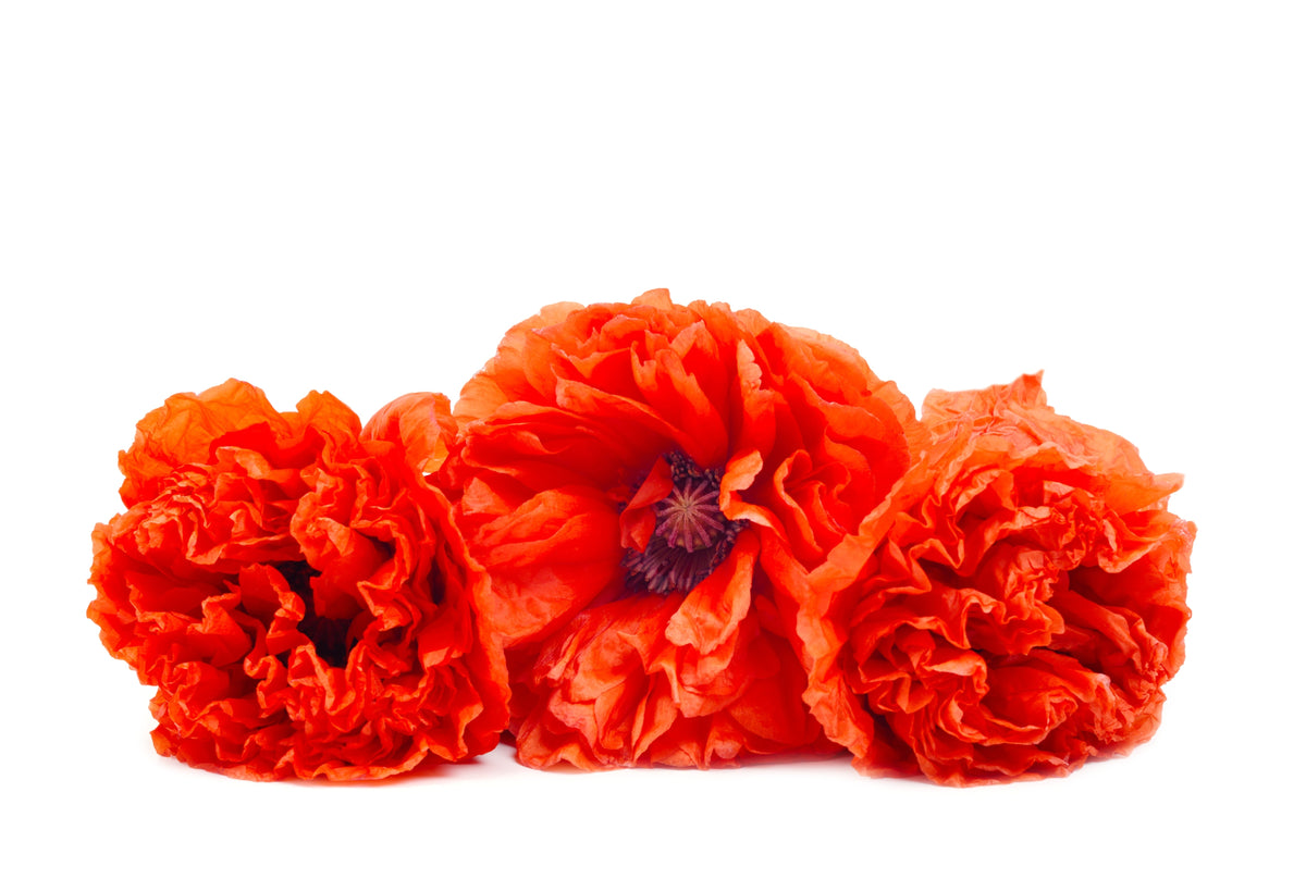 Giant Double Red Peony Poppy Seeds – Papaver Peoniflorum Flower – photo 6