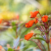 40 CHILEAN GLORY VINE Eccremocarpus Scaber Flower Seeds