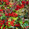20 SILVER BUFFALOBERRY Shepherdia Argentea Red Fruit Native Bullberry Berry Shrub Seeds