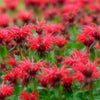10 Panorama RED BEE BALM Monarda Didyma Oswego Tea Herb Flower Seeds