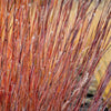 300 LITTLE BLUESTEM GRASS Schizachyrium Scoparius Seeds