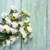 50 WHITE CARNATION Dianthus Caryophyllus Grenadin Flower Seeds