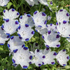 750 FIVE SPOT Nemophila Maculata White & Purple Flower Seeds