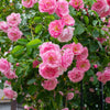 5 PINK CLIMBING ROSE Rosa Bush Vine Climber Fragrant Butterfly Flower Seeds