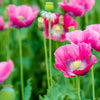 1000 PEPPERBOX POPPY MIX Papaver Somniferum Mixed Colors Red Violet Flower Seeds