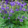 100 PURPLE COLUMBINE Aquilegia Vulgaris Flower Seeds