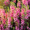 100 MIXED COLORS VERBASCUM Verbascum Phoeniceum Flower Seeds