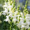 250 WHITE SNOWFLAKE SNAPDRAGON Antirrhinum Majus Flower Seeds