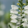 50 WHITE Showy OBEDIENT PLANT (False Dragon Head) Physostegia Virginiana Flower Seeds