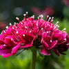 50 SEA THRIFT Armeria Maritima California Sea Pink Cliff Rose Cushion Pink Lavender Native Maritime Flower Seeds