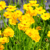 1000 YELLOW SAND COREOPSIS Lanceolata Lanceleaf Tickseed Flower Seeds