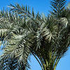 Pygmy Date Palm Seeds – Phoenix Roebelenii Dwarf Miniature Ornamental Fruit Tree Houseplant – photo 14